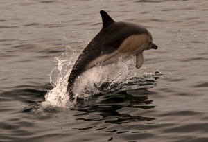 Common dolphin. Atlantic     
