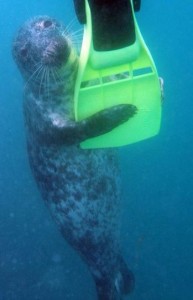 Seal!  