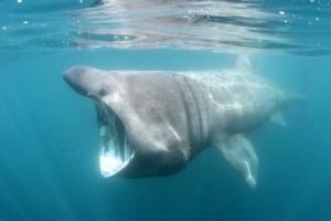 simon burt basking shark  